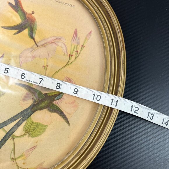 Vintage 1940’s Hylonympha Macrocerca Hummingbird Print by Gould Gold Oval Frame - Picture 9 of 10